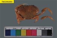 藏品(環紋金沙蟹)的圖片